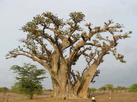 Ce gigantesque baobab de brousse près de Nianing qui possède de très puissantes branches a également retenu notre attention lors de la mission Darabao.