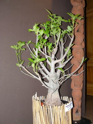 P1070793.JPG (784.67 Kio) Consulté 48354 fois P1070793.JPG