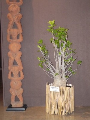 P1070792.JPG (635.91 Kio) Consulté 48354 fois P1070792.JPG