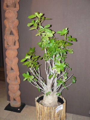 P1070849.JPG (152.58 Kio) Consulté 48342 fois P1070849.JPG