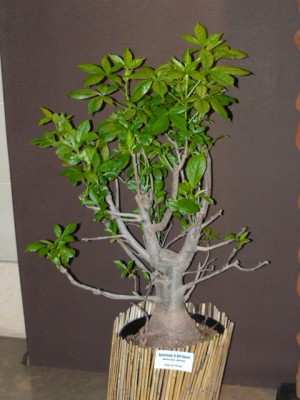 P1070847.JPG (156.62 Kio) Consulté 48336 fois P1070847.JPG