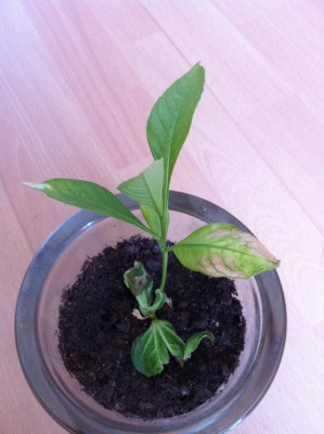 Photo 131.jpg (1.77 Mio) Consulté 40953 fois Photo 131.jpg